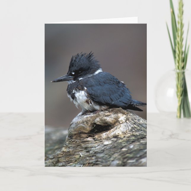 Belted Kingfisher Card (Front)