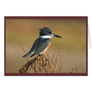 Belted Kingfisher Cards