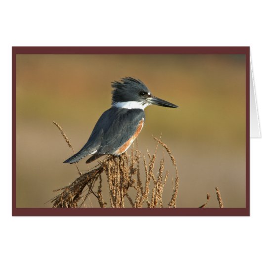 Belted Kingfisher Cards (Front Horizontal)