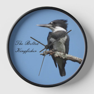 Belted Kingfisher close up  Clock
