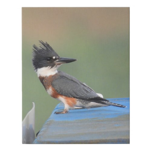 Belted Kingfisher Faux Canvas Print