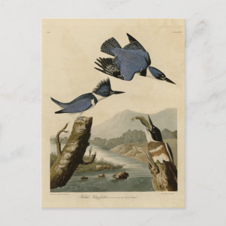 Belted Kingfisher from Audubon's Birds of America Postcard