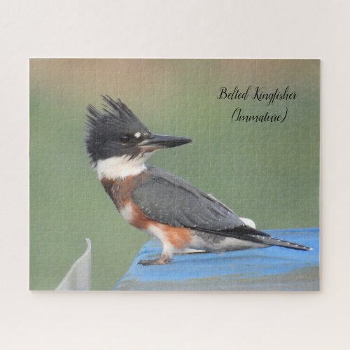 Belted Kingfisher Immature Jigsaw Puzzle