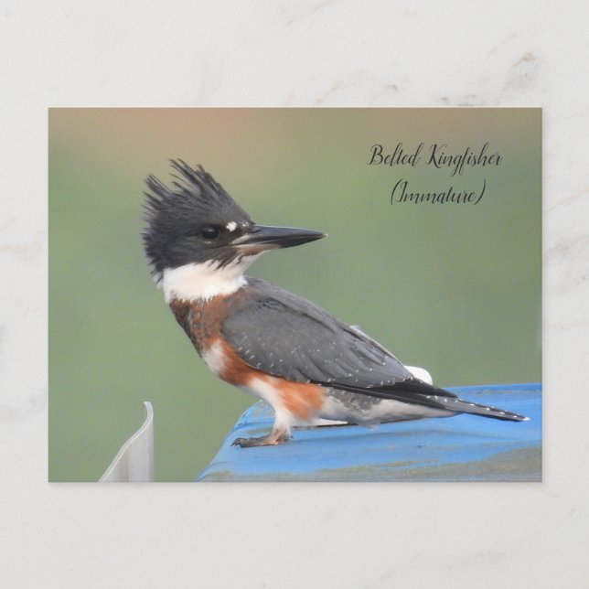 Belted Kingfisher (Immature)  Postcard (Front)