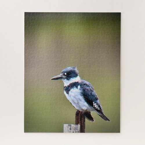 Belted Kingfisher Jigsaw Puzzle