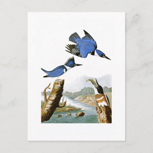 Belted Kingfisher John Audubon Birds of America Postcard