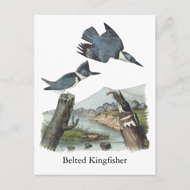 Belted Kingfisher, John Audubon Postcard (Front)