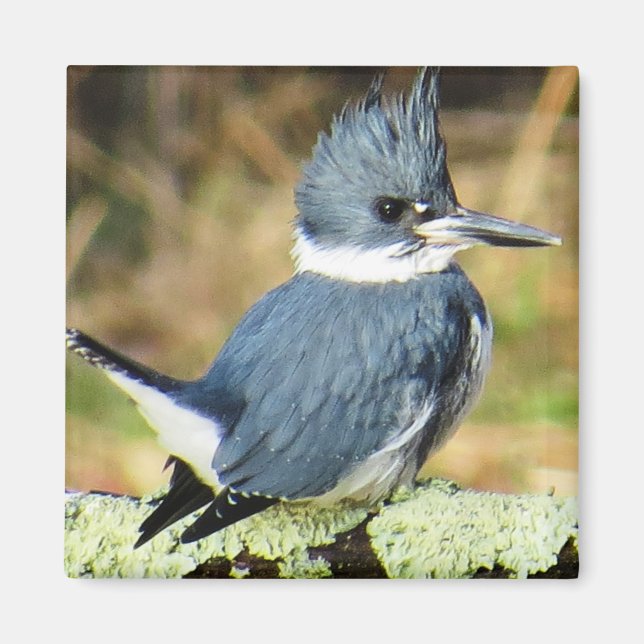Belted Kingfisher Magnet (Front)