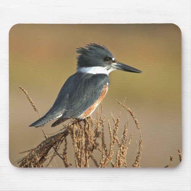 Belted Kingfisher Mouse Pad (Front)