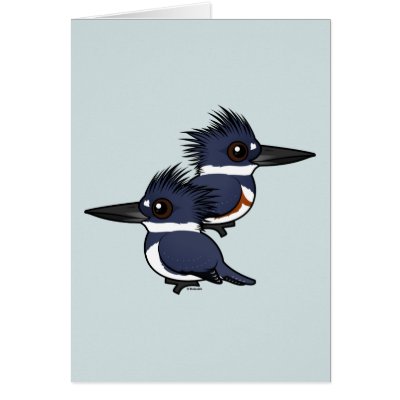Belted Kingfisher pair