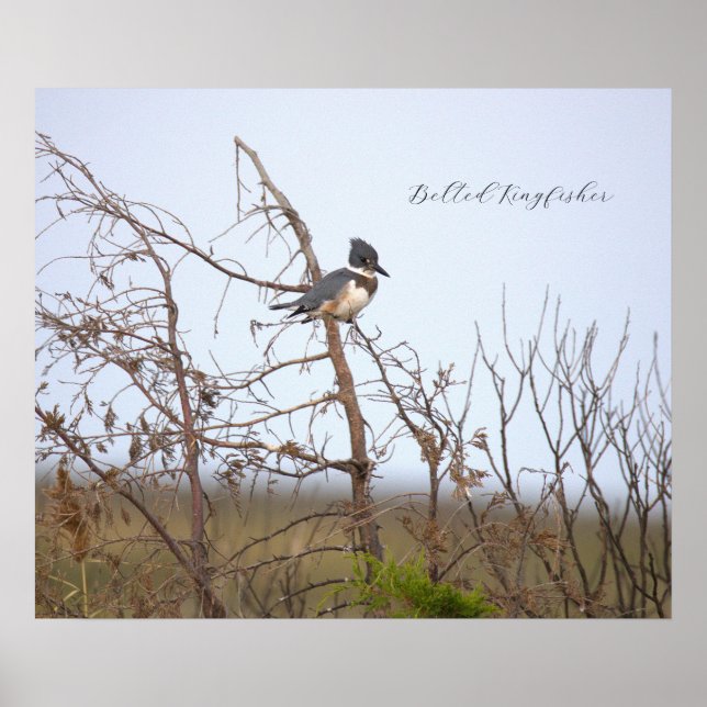 Belted Kingfisher Photo Poster (Front)