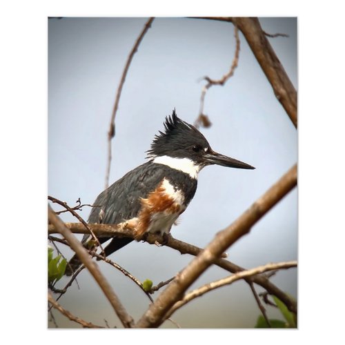 Belted Kingfisher Photo Print
