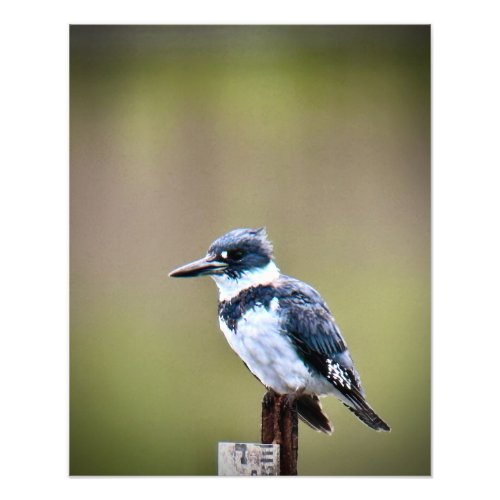 Belted Kingfisher Photo Print
