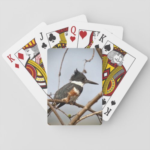 Belted Kingfisher Playing Cards