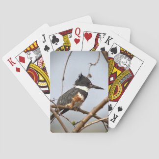 Belted Kingfisher Poker Cards
