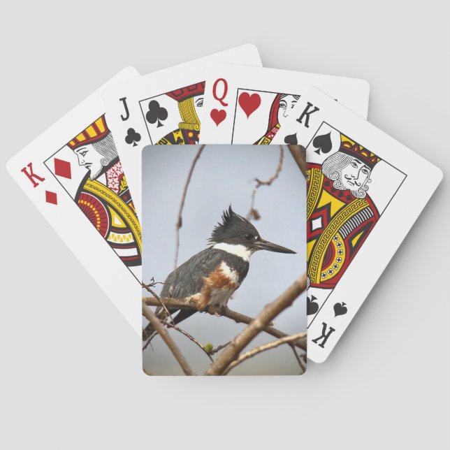 Belted Kingfisher Poker Cards (Back)