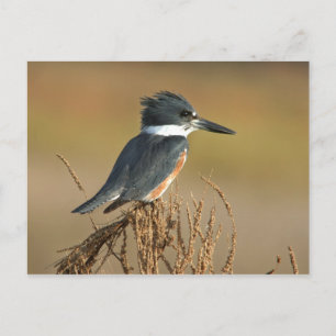 Belted Kingfisher Postcard