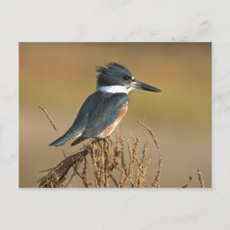 Belted Kingfisher Postcard