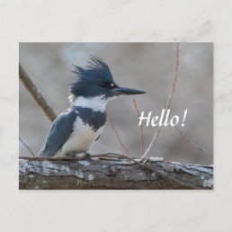 Belted Kingfisher Postcard