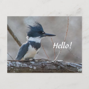 Belted Kingfisher Postcard