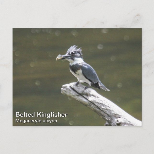 Belted Kingfisher Postcard (Front)