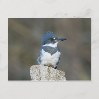 Belted Kingfisher Postcard