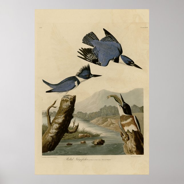 Belted Kingfisher Poster (Front)