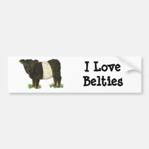'Beltie' Belted Galloway Bumper Sticker