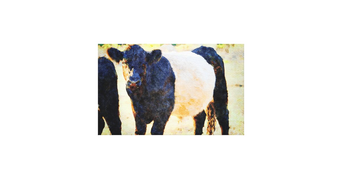 Beltie Cow Watercolor Painting Belted Galloway Art Canvas Print