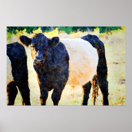 Beltie Cow Watercolor Painting Belted Galloway Art Poster
