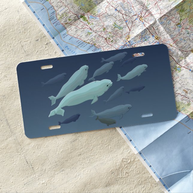 Beluga License Plate Beluga Whale License (In Situ)