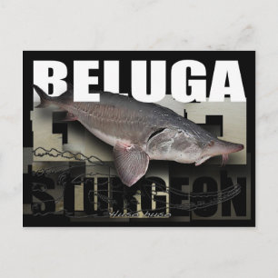 Beluga Sturgeon Postcard
