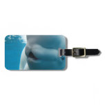 beluga-whale-27.jpg luggage tag