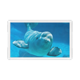 Beluga Whale Acrylic Tray