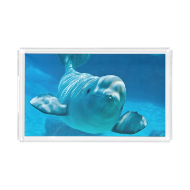 Beluga Whale Acrylic Tray (Front)