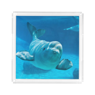 Beluga Whale Acrylic Tray