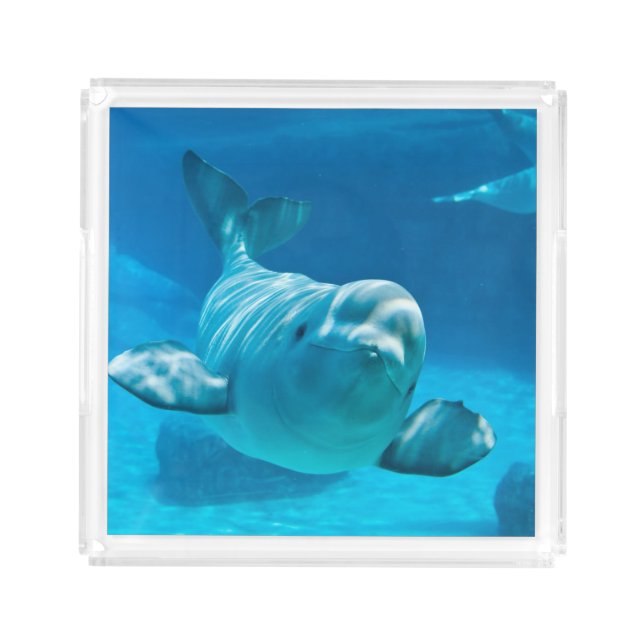Beluga Whale Acrylic Tray (Front)