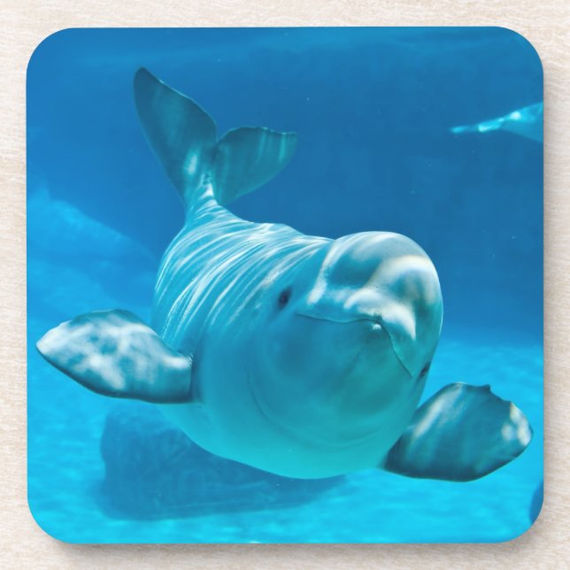 Beluga Whale Beverage Coaster (Front)