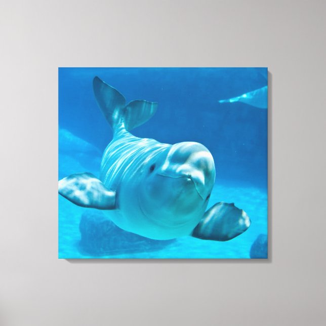 Beluga Whale Canvas Print (Front)