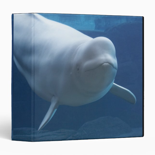 Beluga whale (Delphinapterus leucas) Binder (Front/Spine)