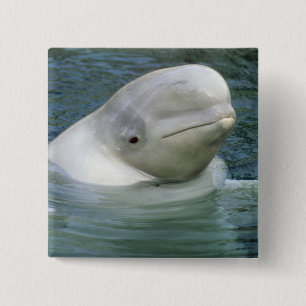 Beluga Whale, Delphinapterus leucas) Button