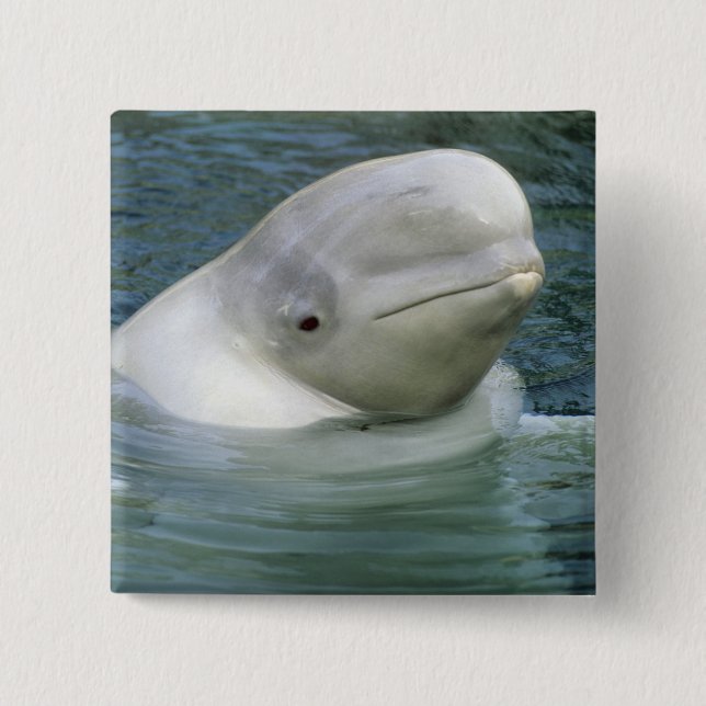 Beluga Whale, Delphinapterus leucas) Button (Front)
