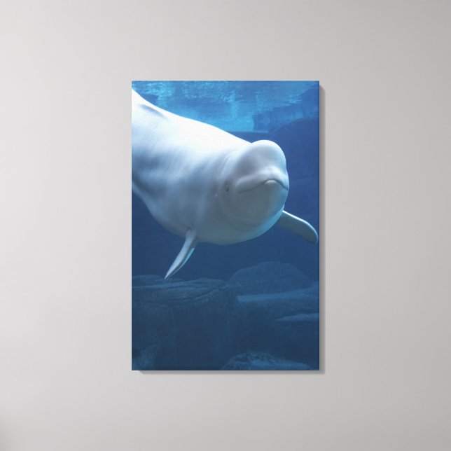 Beluga whale (Delphinapterus leucas) Canvas Print (Front)