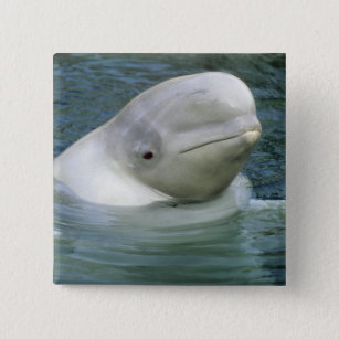 Beluga Whale, Delphinapterus leucas), Captive Button