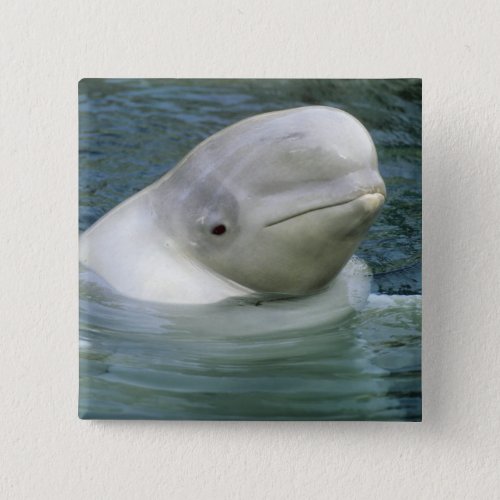 Beluga Whale Delphinapterus leucas Captive Button