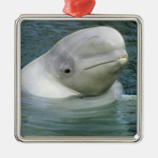 Beluga Whale, Delphinapterus leucas), Captive Metal Ornament
