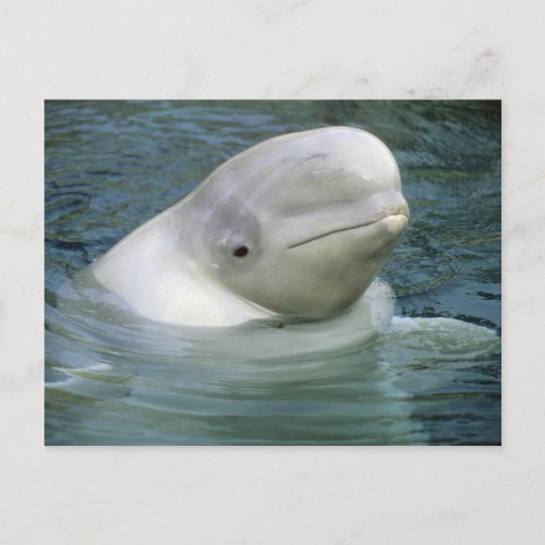 Beluga Whale Delphinapterus leucas Captive Postcard