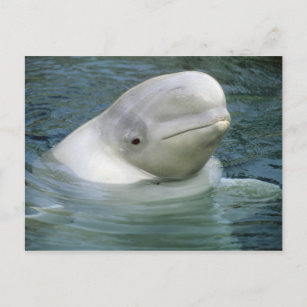 Beluga Whale, Delphinapterus leucas), Captive Postcard