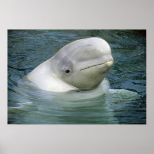 Beluga Whale, Delphinapterus leucas), Captive Poster