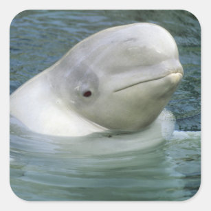 Beluga Whale, Delphinapterus leucas), Captive Square Sticker
